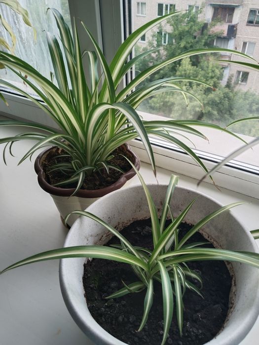 Хлорофитум комнатный