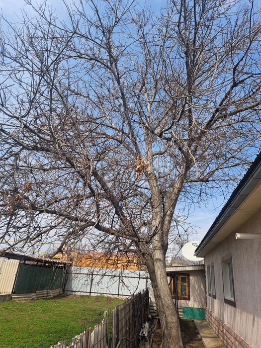 Дерево Ореховое бесплатно