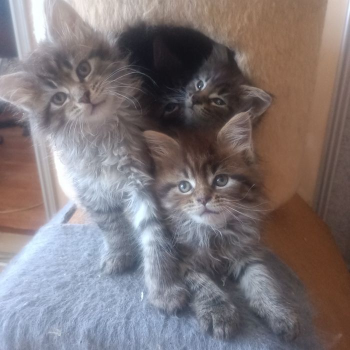 Мейкуны продаются