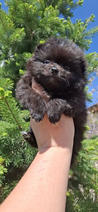 Щенки шпица мальчики