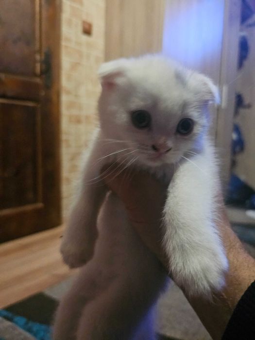 Малки котенца чистокръвни британчета