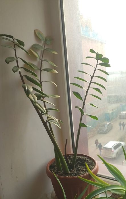 Комнатные растения