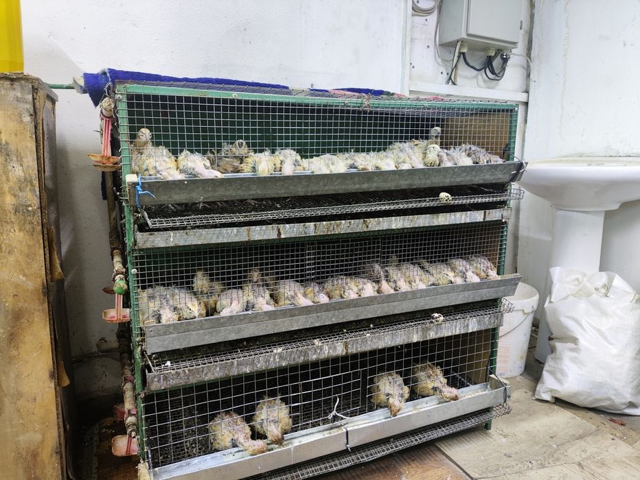 Перепёлка плюс клетка