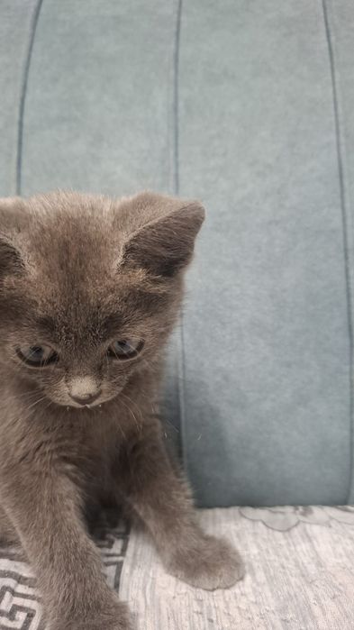 Котёнок британский 1 месяц