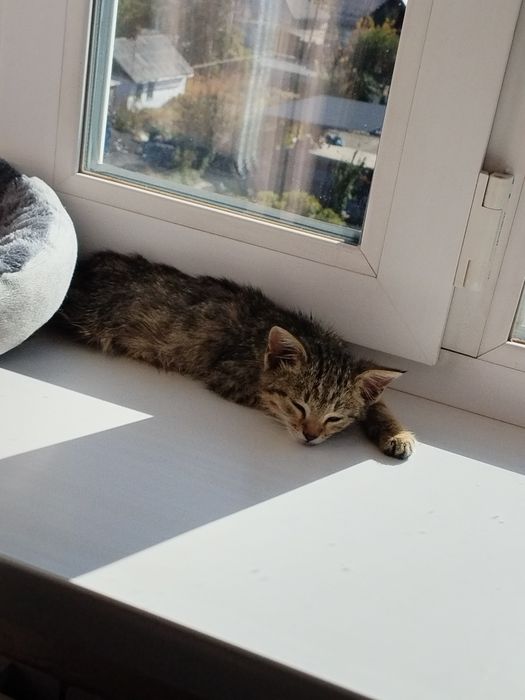 Отдам котёнка бесплатно+ корм