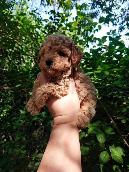 Мальтипу. Щенки  F1.