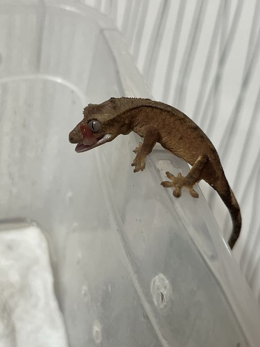 Малыши бананоеды(бананоед,бананоеды,геккон)