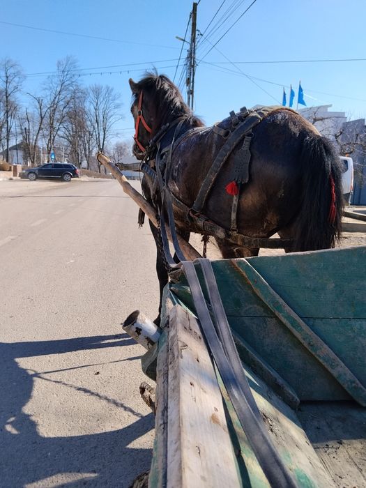 De vânzare mânz de un an și 6 luni