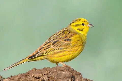 Продам овсянок для пения