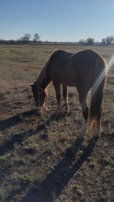 Мініс ат сатылады