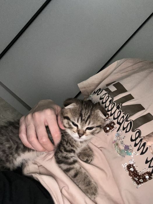 Продам котенка 2 месяца
