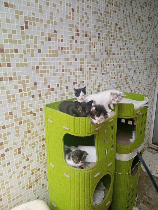 Подаряваме котенца