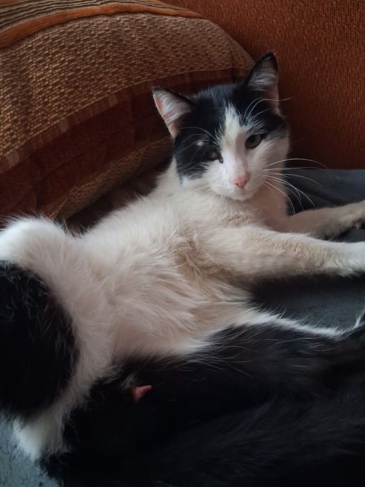 Отдам в Добрые руки Кота и Кошечку