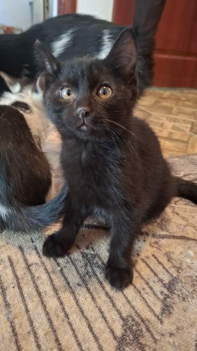 Котята черные,коричневый