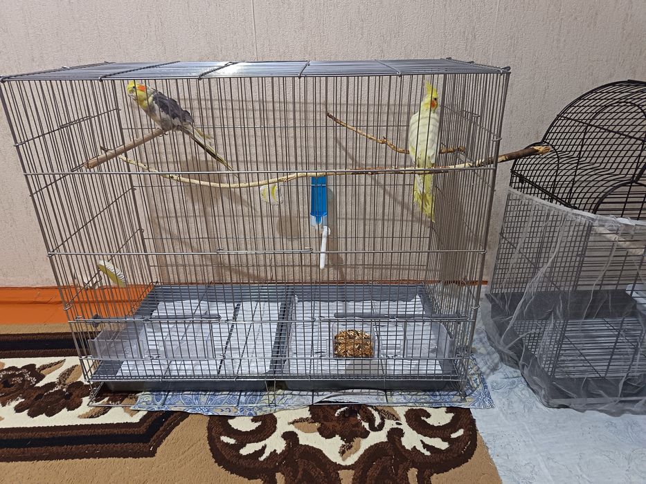 Папугай карелла готовая пара