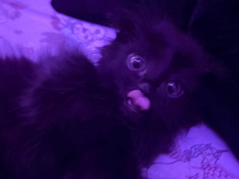 Котёнок девочка черненькая