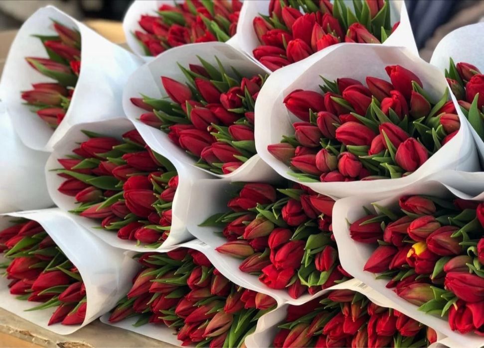 •Цветы •Тюльпаны стойкие высокие