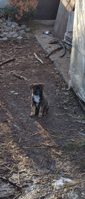 Подарявам кученца - белгийска овчарка (Малиноа) микс
