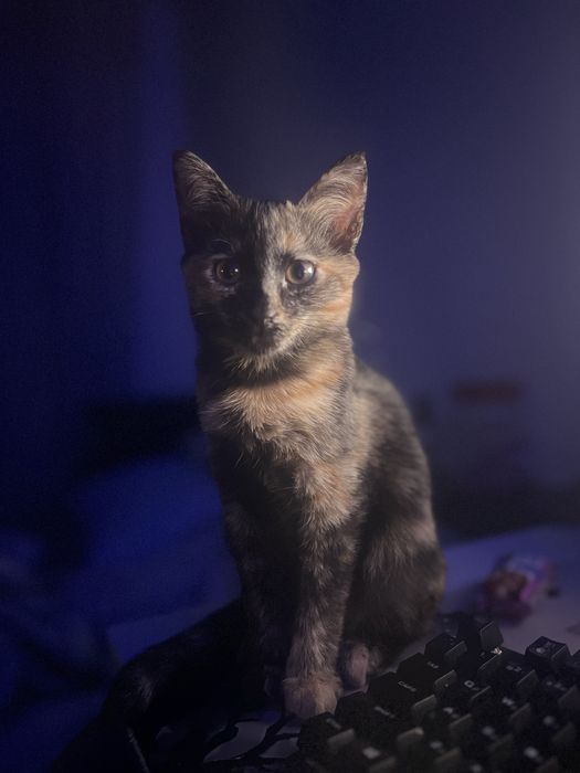 Кошечка в добрые руки