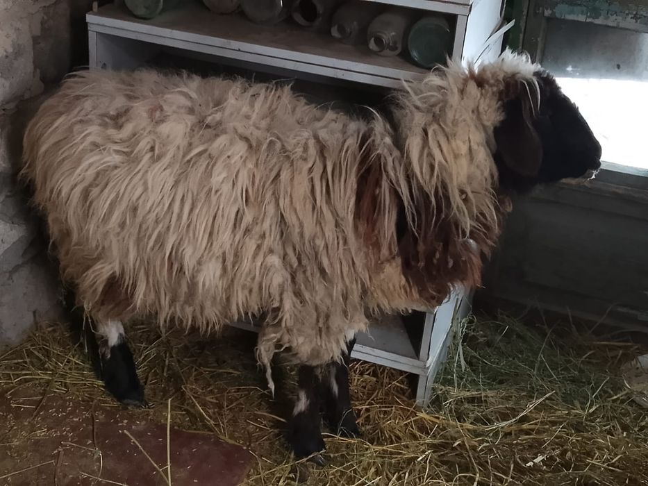 Продам баран овцу девочка ярочка