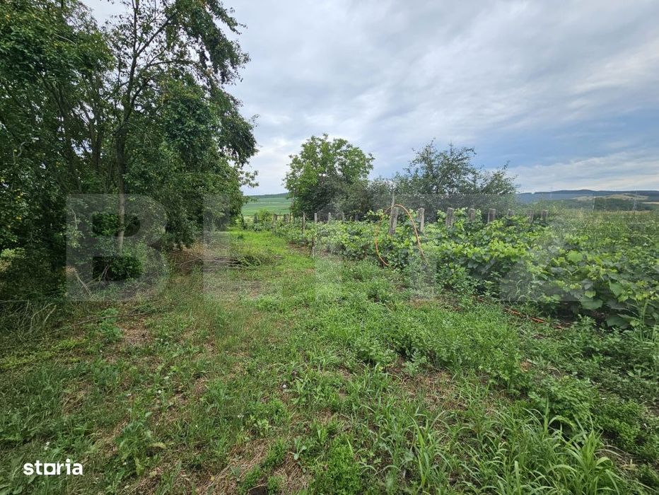 Casa de vanzare, 94 mp, teren intravilan 2.698 mp, Cisteiu de Mures