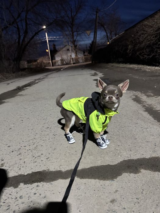 Вязка чихуахуа, ищем девочку