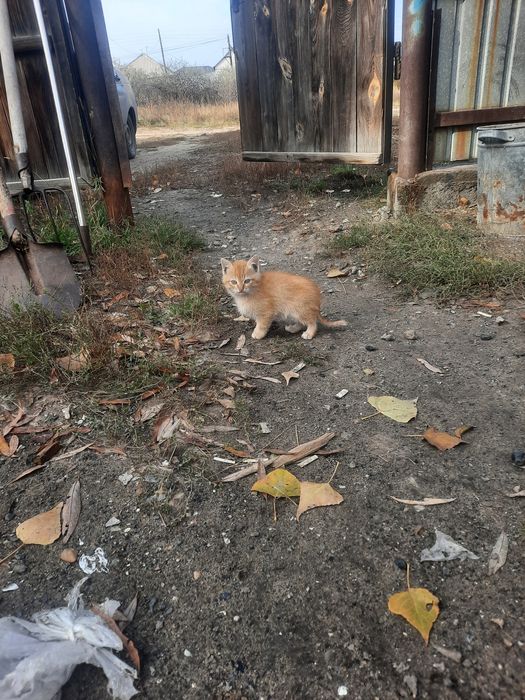 Отдам котят в добрые руки!