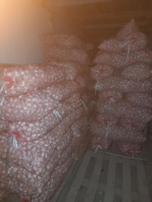 Chishiniga chisnokla bor