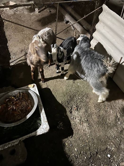 Echki ona bola takacha sotiladi