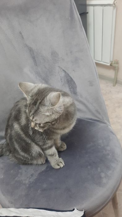 Шатлантски порода