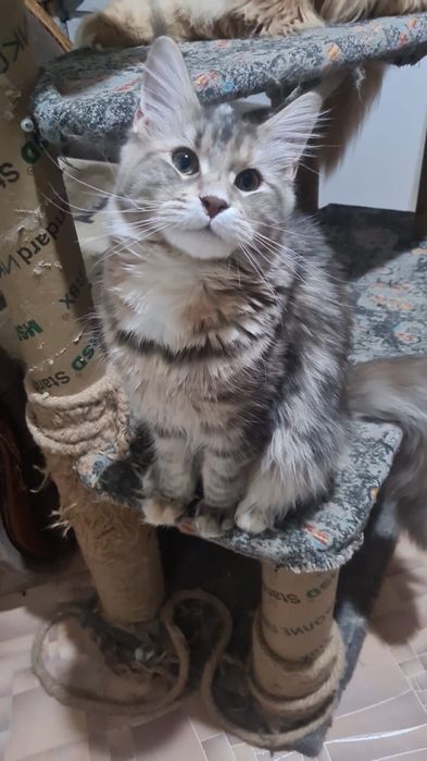 Продам кошечку Мейн-Кун