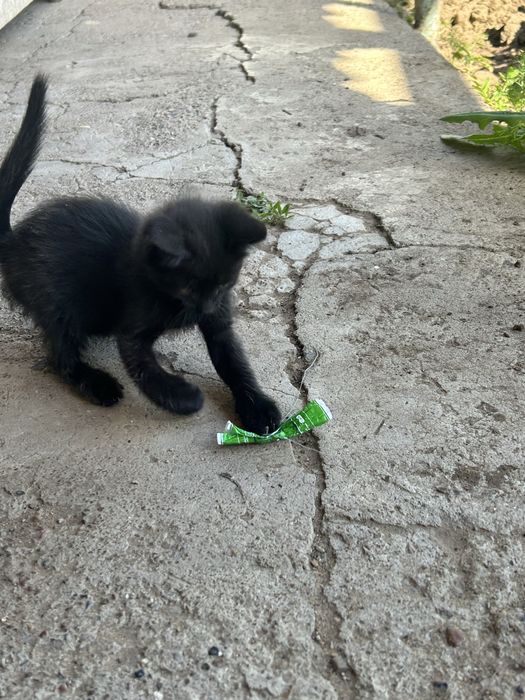 Котята почти 3 месяца мальчик и девочка