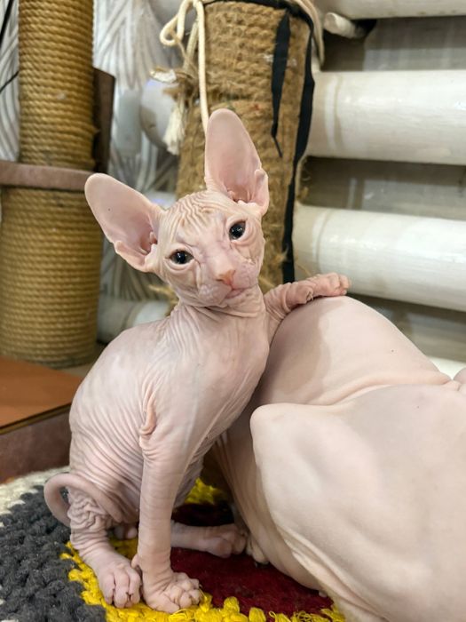Котята донской сфинкс мальчики