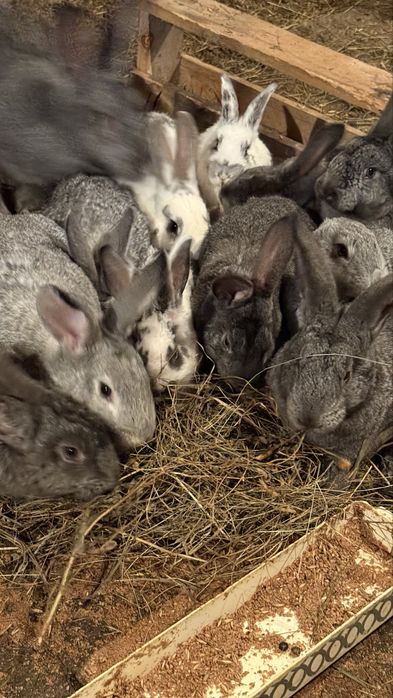 Продам кроликов.