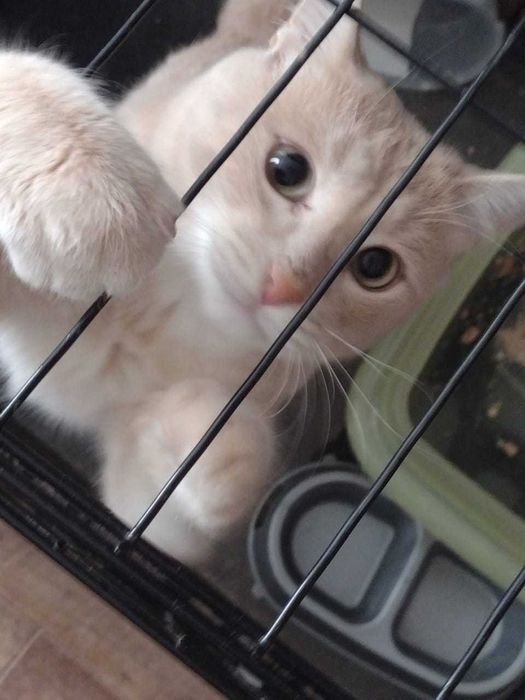 Отдам кота в добрые руки