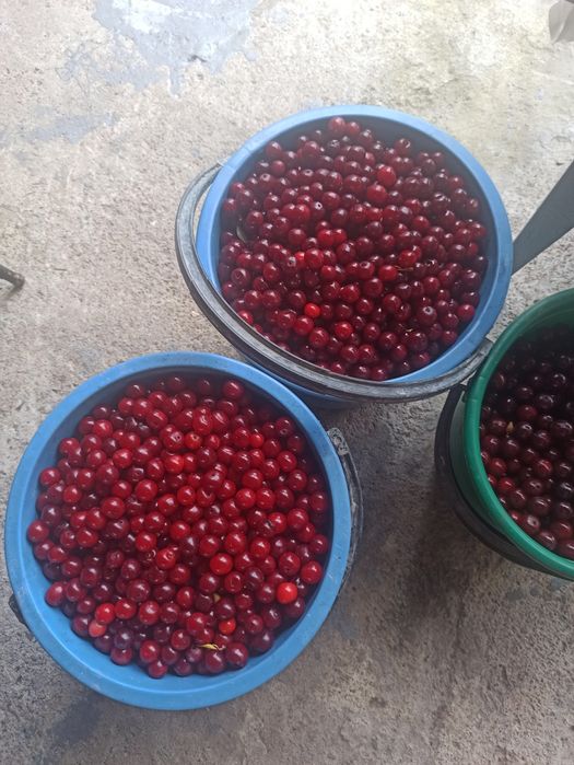 продажа замороженная Вишня