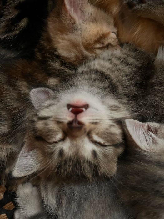 котенок шиншилла прямоухая