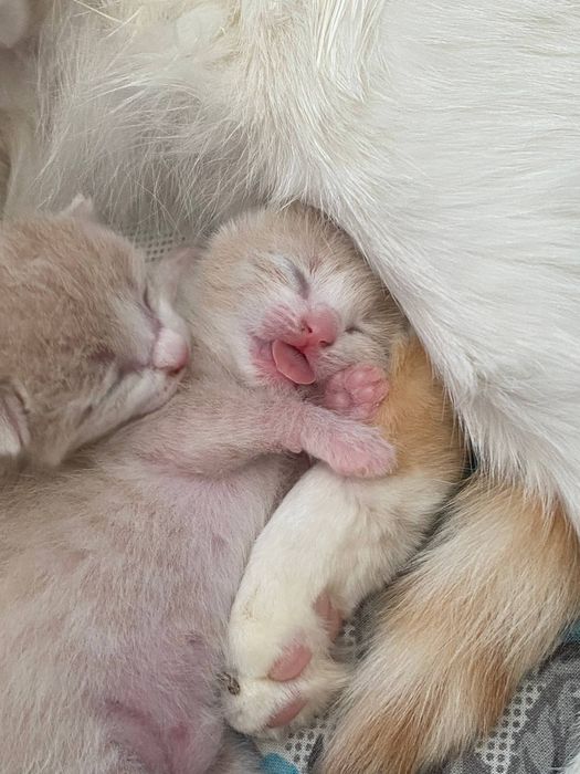 Отдам в добрые руки двух маленьких кошечек