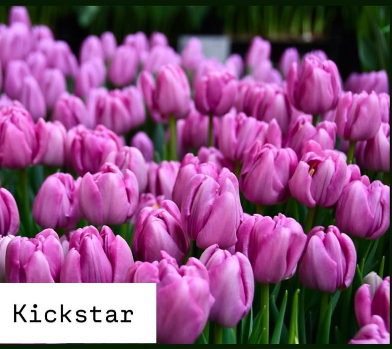 Тюльпаны оптом из собственной теплицы