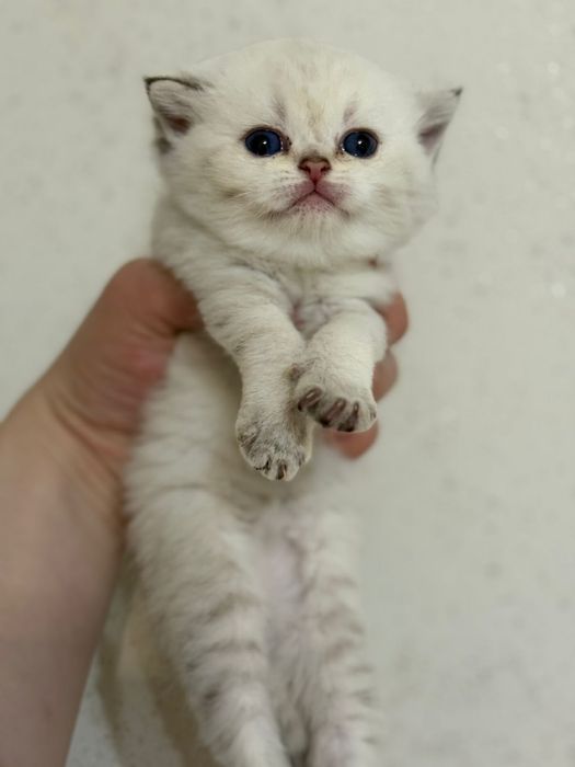 Продам британских котят шиншиллы