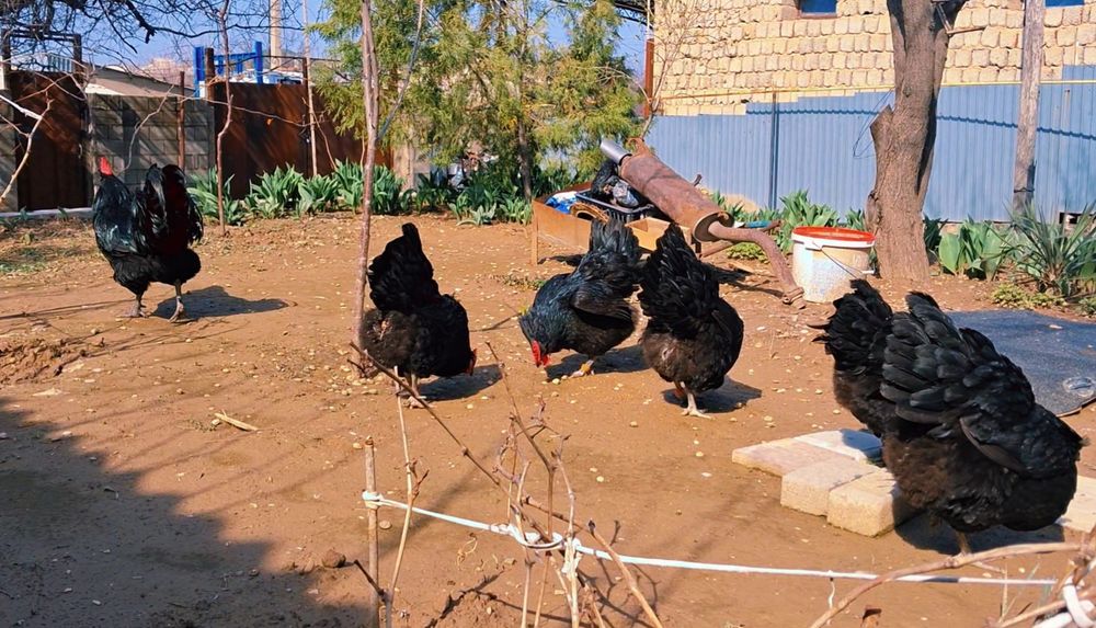 Чёрный Австралорп сатылады.