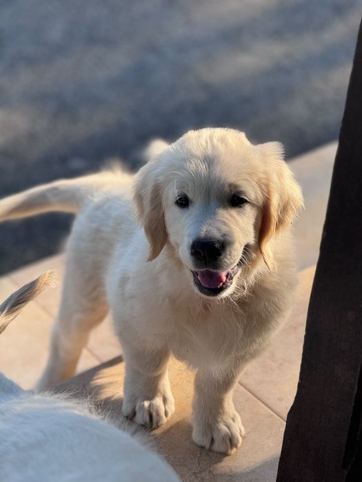 Pui Golden Retriever