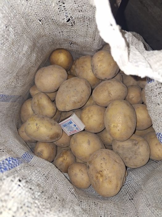 Крупный домашний картофель