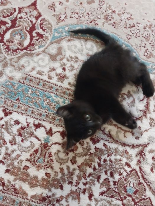 Отдам котёнка, мальчик