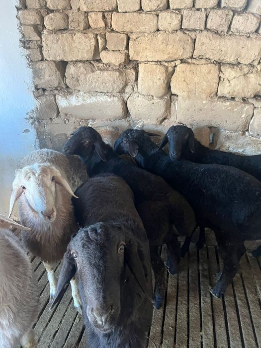 Қошқарлар сатылады бидайда тұрған