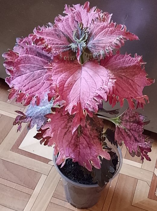 Колеус продаю. Колеус продаю.