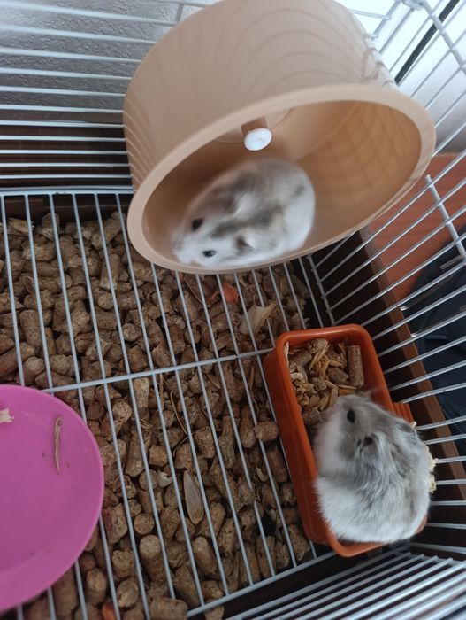 Пара хомячков продам