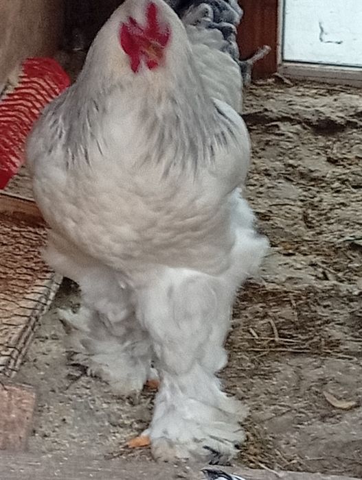 Vând oua  brahma pt incubat