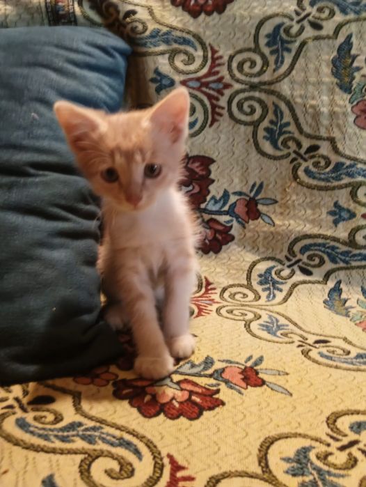 Отдам котят в хорошие руки