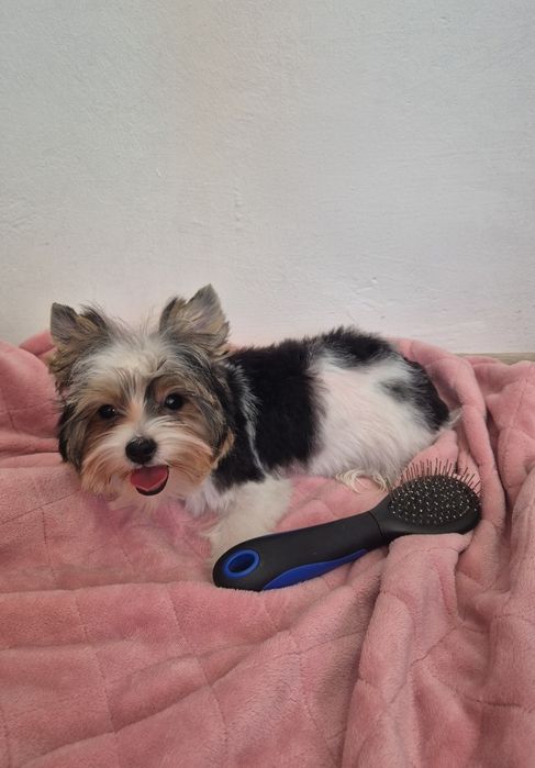 Biewer yorkshire terrier femela!